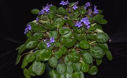 2017 ConventionOld World African Gesneriads in FlowerClass 20 – Saintpaulia speciesBEST SAINTPAULIA SPECIES