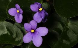 2017 ConventionOld World African Gesneriads in FlowerClass 20 – Saintpaulia speciesBEST SAINTPAULIA SPECIES