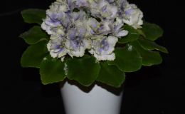 2017 ConventionOld World African Gesneriads in FlowerClass 21 – Saintpaulia hybrids or cultivars classified as miniatures (max of 6" diameter)