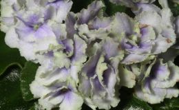 2017 ConventionOld World African Gesneriads in FlowerClass 21 – Saintpaulia hybrids or cultivars classified as miniatures (max of 6" diameter)