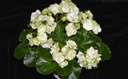 2017 ConventionOld World African Gesneriads in Flower Class 22A – Saintpaulia hybrids or cultivars classified as semi-miniatures (max of 8" diameter)BEST SAINTPAULIA HYBRID