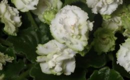 2017 ConventionOld World African Gesneriads in Flower Class 22A – Saintpaulia hybrids or cultivars classified as semi-miniatures (max of 8" diameter)BEST SAINTPAULIA HYBRID