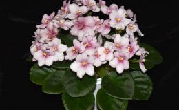 2017 ConventionOld World African Gesneriads in Flower Class 22B – Saintpaulia hybrids or cultivars classified as semi-miniatures (max of 8" diameter)