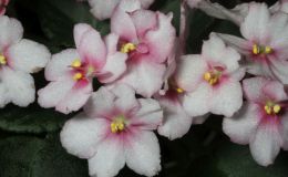 2017 ConventionOld World African Gesneriads in Flower Class 22B – Saintpaulia hybrids or cultivars classified as semi-miniatures (max of 8" diameter)