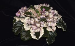 2017 ConventionOld World Gesneriads in Flower Class 23 – Saintpaulia hybrids or cultivars classified as standards