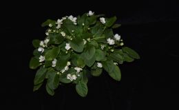 2017 ConventionOld World African Gesneriads in Flower Class 24 – Saintpaulia trailersBEST GESNERIAD GROWN BY A FIRST-TIME CONVENTION EXHIBITOR