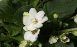 2017 ConventionOld World African Gesneriads in Flower Class 24 – Saintpaulia trailersBEST GESNERIAD GROWN BY A FIRST-TIME CONVENTION EXHIBITOR