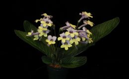2017 ConventionOld World African Gesneriads in Flower Class 27 – Streptocarpus subgenus Streptocarpus, hybridsJUDGES AWARD OF MERIT