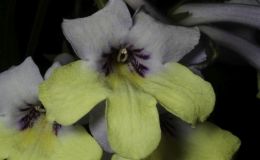2017 ConventionOld World African Gesneriads in Flower Class 27 – Streptocarpus subgenus Streptocarpus, hybridsJUDGES AWARD OF MERIT