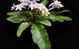2017 ConventionOld World African Gesneriads in Flower Class 27 – Streptocarpus subgenus Streptocarpus, hybridsBEST DALE MARTENS HYBRID