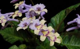2017 ConventionOld World African Gesneriads in Flower Class 27 – Streptocarpus subgenus Streptocarpus, hybridsBEST DALE MARTENS HYBRID