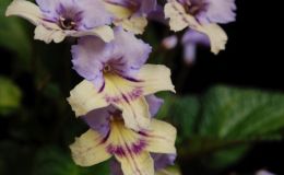 2017 ConventionOld World African Gesneriads in Flower Class 27 – Streptocarpus subgenus Streptocarpus, hybridsBEST DALE MARTENS HYBRID