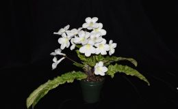 2017 ConventionOld World African Gesneriads in Flower Class 27 – Streptocarpus subgenus Streptocarpus, hybridsBEST STREPTOCARPUS HYBRIDBEST IN SECTION D – OLD WORLD AFRICAN GESNERIAD IN FLOWER