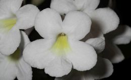 2017 ConventionOld World African Gesneriads in Flower Class 27 – Streptocarpus subgenus Streptocarpus, hybridsBEST STREPTOCARPUS HYBRIDBEST IN SECTION D – OLD WORLD AFRICAN GESNERIAD IN FLOWER