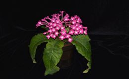 2017 ConventionOld World African Gesneriads in Flower Class 27 – Streptocarpus subgenus Streptocarpus, hybrids