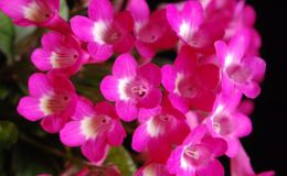 2017 ConventionOld World African Gesneriads in Flower Class 27 – Streptocarpus subgenus Streptocarpus, hybrids