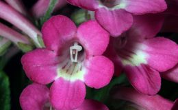 2017 ConventionOld World African Gesneriads in Flower Class 27 – Streptocarpus subgenus Streptocarpus, hybrids