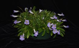 2017 ConventionOther Old World Gesneriads in Flower Class 33 – Primulina speciesBEST PRIMULINA SPECIESBEST IN SECTION E – OTHER OLD WORLD GESNERIAD IN FLOWER