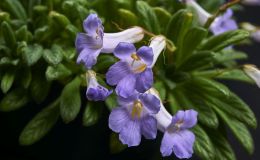 2017 ConventionOther Old World Gesneriads in Flower Class 33 – Primulina speciesBEST PRIMULINA SPECIESBEST IN SECTION E – OTHER OLD WORLD GESNERIAD IN FLOWER