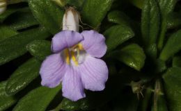 2017 ConventionOther Old World Gesneriads in Flower Class 33 – Primulina speciesBEST PRIMULINA SPECIESBEST IN SECTION E – OTHER OLD WORLD GESNERIAD IN FLOWER