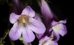 2017 ConventionOther Old World Gesneriads in Flower Class 34 – Primulina hybridsBEST PETER SHALIT HYBRID