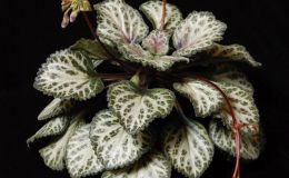 2017 ConventionOther Old World Gesneriads in Flower Class 34 – Primulina hybridsBEST PETER SHALIT HYBRID