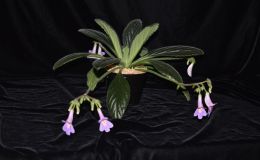2017 ConventionOther Old World Gesneriads in Flower Class 34 – Primulina hybrids