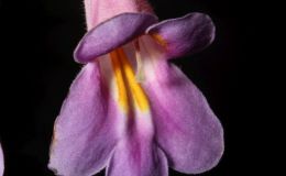 2017 ConventionOther Old World Gesneriads in Flower Class 34 – Primulina hybrids