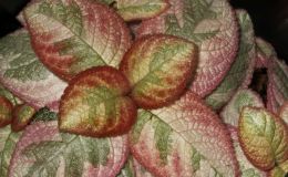 2017 ConventionGesneriads Grown for Ornamental Qualities Other Than Flowers Class 37 – Episcia with pink, white and/or cream leaf variegationBEST EPISCIA