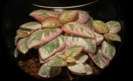 2017 ConventionGesneriads Grown for Ornamental Qualities Other Than Flowers Class 37 – Episcia with pink, white and/or cream leaf variegationBEST EPISCIA
