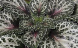 2017 ConventionGesneriads Grown for Ornamental Qualities Other Than Flowers Class 38A – PrimulinaBEST PRIMULINA HYBRID