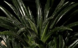 2017 ConventionGesneriads Grown for Ornamental Qualities Other Than Flowers Class 38B – Primulina JUDGES AWARD OF MERIT