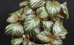 Diastema luteola - (Jay Sespico)