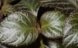 2017 ConventionGesneriads Grown for Ornamental Qualities Other Than Flowers Class 39 – Other gesneriads with green-and-white leaf variegation