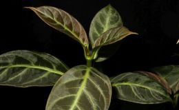 2017 ConventionGesneriads Grown for Ornamental Qualities Other Than Flowers Class 40 – Other New World Gesneriads, species or hybrids