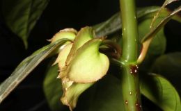 2017 ConventionGesneriads Grown for Ornamental Qualities Other Than Flowers Class 40 – Other New World Gesneriads, species or hybrids