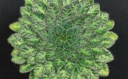 Petrocosmea cryptica - (Margery Anderson-Clive)