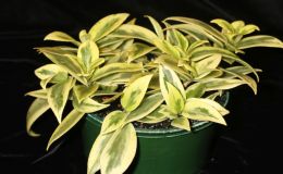 2017 ConventionGesneriads Grown for Ornamental Qualities Other Than Flowers Class 41 – Other Old World Gesneriads, species or hybridsBEST IN SECTION F – GESNERIAD GROWN FOR ORNAMENTAL QUALITIES
