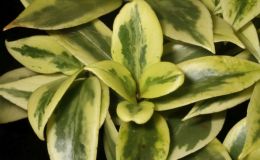2017 ConventionOther Old World Gesneriads in Flower Class 34 – Primulina hybrids