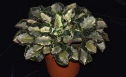 2017 ConventionGesneriads Grown for Ornamental Qualities Other Than Flowers Class 41 – Other Old World Gesneriads, species or hybrids