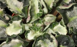 2017 ConventionGesneriads Grown for Ornamental Qualities Other Than Flowers Class 41 – Other Old World Gesneriads, species or hybrids