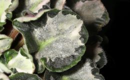 2017 ConventionGesneriads Grown for Ornamental Qualities Other Than Flowers Class 41 – Other Old World Gesneriads, species or hybrids
