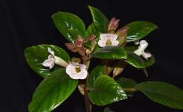 2017 ConventionNew Gesneriads  Class 44A – Hybrids in flowerBEST SINNINGIABEST IN SECTION G – NEW GESNERIAD