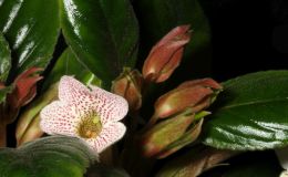 2017 ConventionNew Gesneriads  Class 44A – Hybrids in flowerBEST SINNINGIABEST IN SECTION G – NEW GESNERIAD