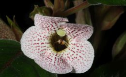 2017 ConventionNew Gesneriads  Class 44A – Hybrids in flowerBEST SINNINGIABEST IN SECTION G – NEW GESNERIAD