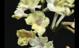 Streptocarpus 'Dale's Buttered Popcorn' - (Dale Martens)