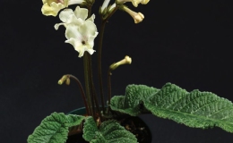 Streptocarpus 'Dale's Buttered Popcorn' - (Dale Martens)