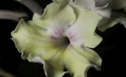 2017 ConventionNew Gesneriads  Class 44A – Hybrids in flowerBEST NEW HYBRID