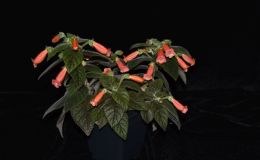 2017 ConventionNew Gesneriads  Class 44B – Hybrids in flowerBEST IN HORTICULUREBEST KOHLERIABEST RECENTLY REGISTERED HYBRIDBEST BRANDON ERIKSON HYBRID