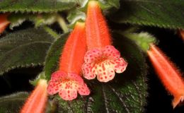 2017 ConventionNew Gesneriads  Class 44B – Hybrids in flowerBEST IN HORTICULUREBEST KOHLERIABEST RECENTLY REGISTERED HYBRIDBEST BRANDON ERIKSON HYBRID